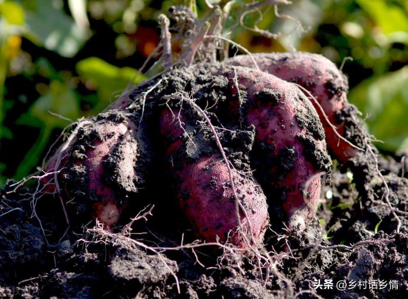 红薯什么时候种植最好「红薯什么时候种植最好 时间」